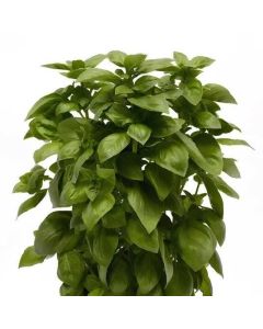 Базилік Genovese